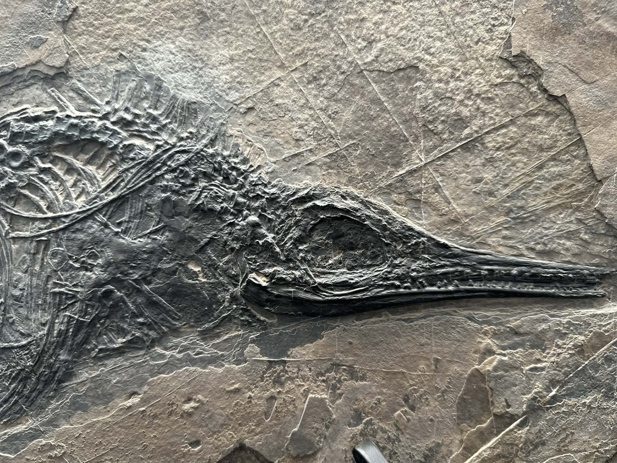 Ichthyosaur fossil (view 2)