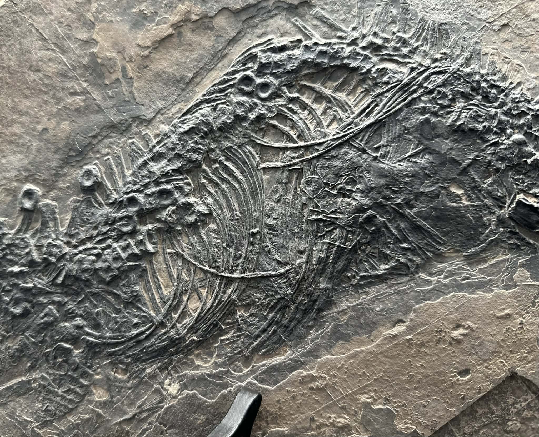 Ichthyosaur fossil (view 3)