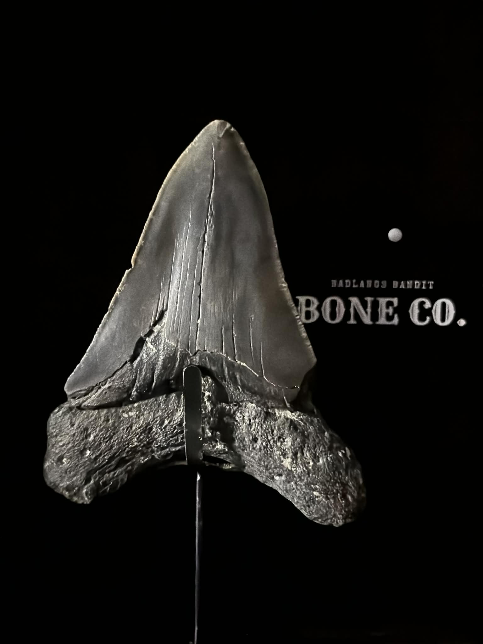 Megalodon tooth fossil (view 2)