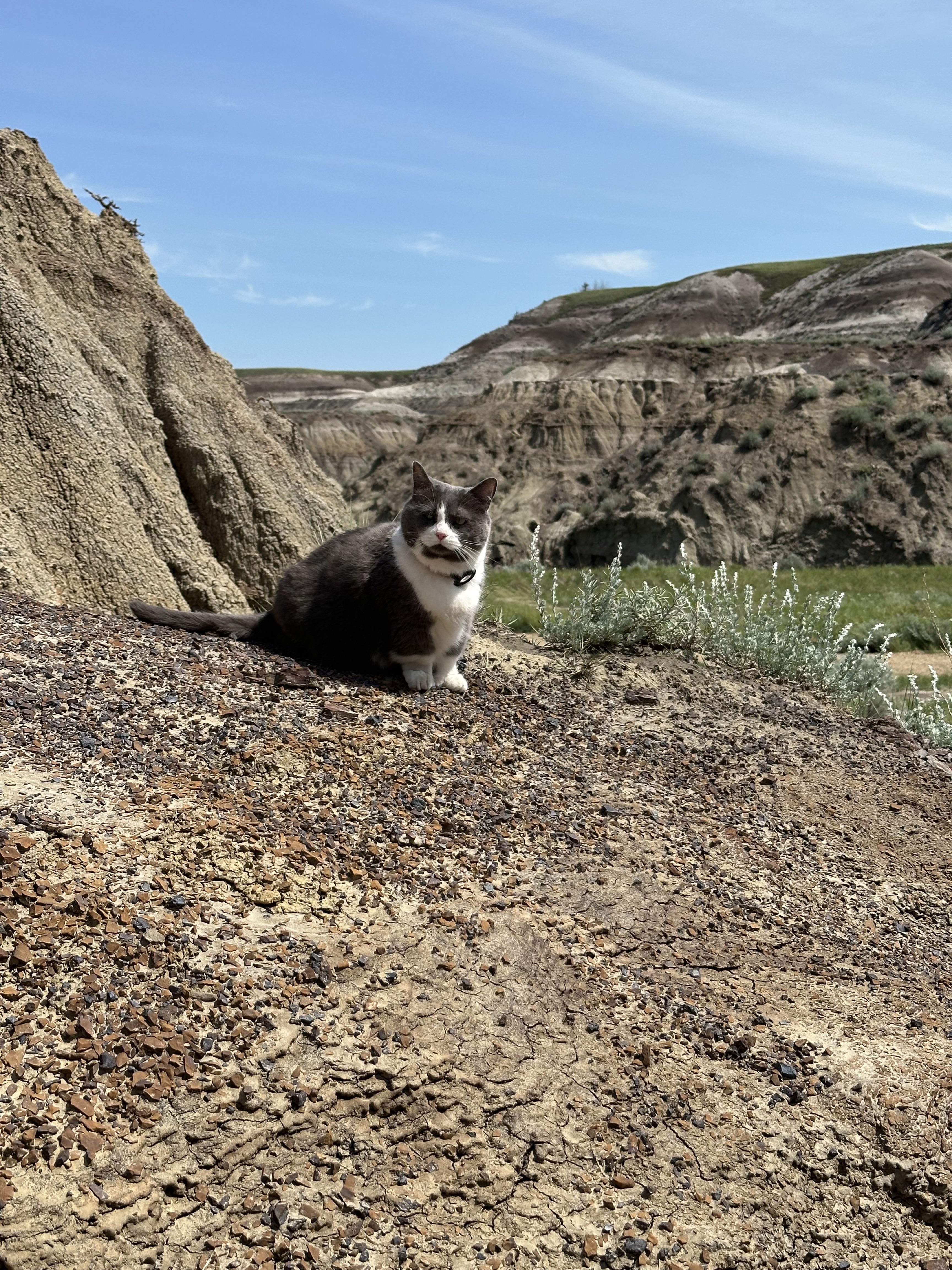 Cat helper in the badlands