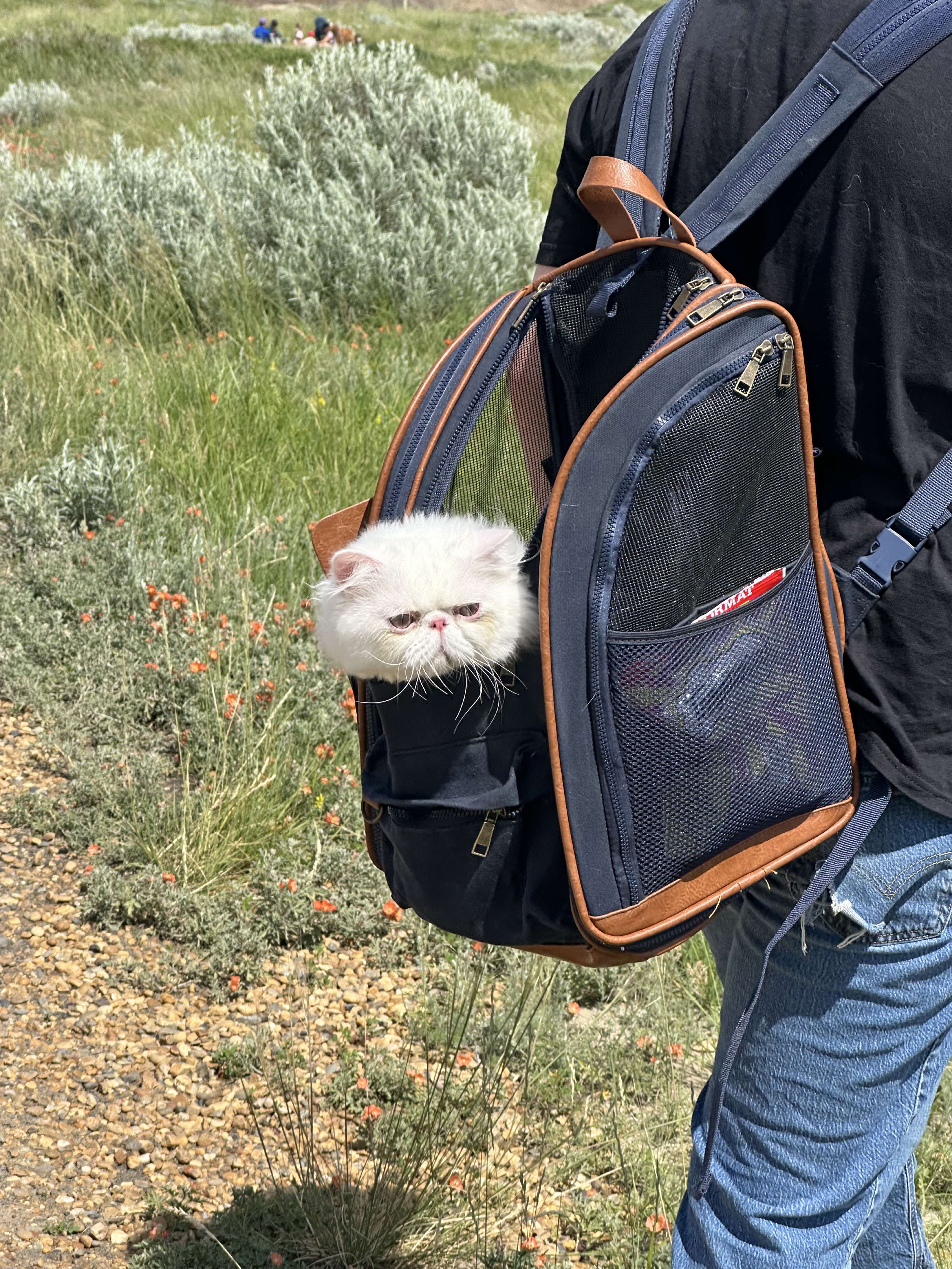 Cat helper riding in backpack