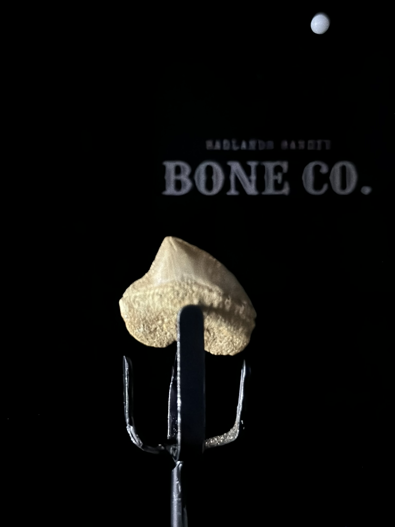 Squalicorax shark tooth fossil (detail view)