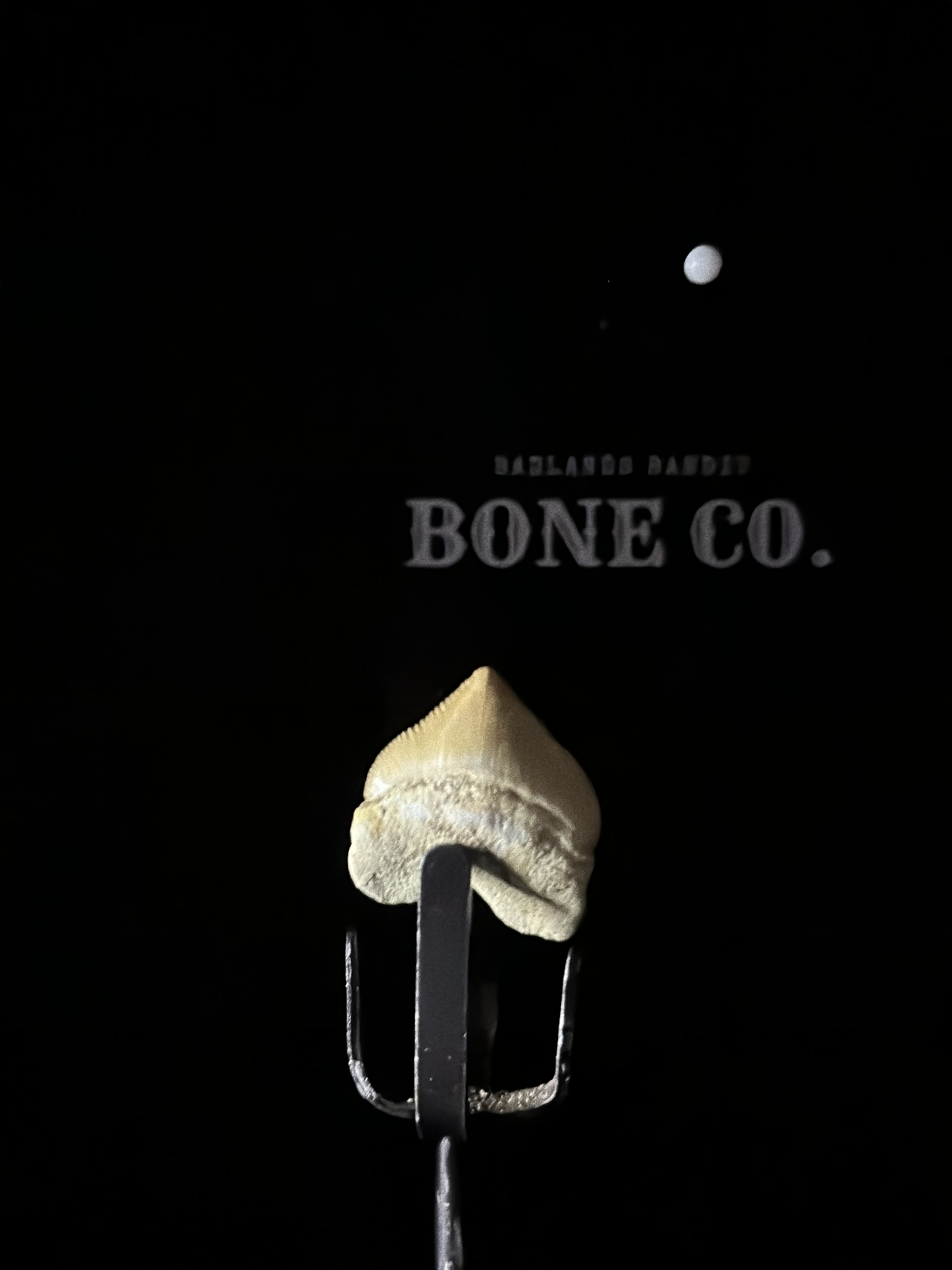 Squalicorax shark tooth fossil (side view)