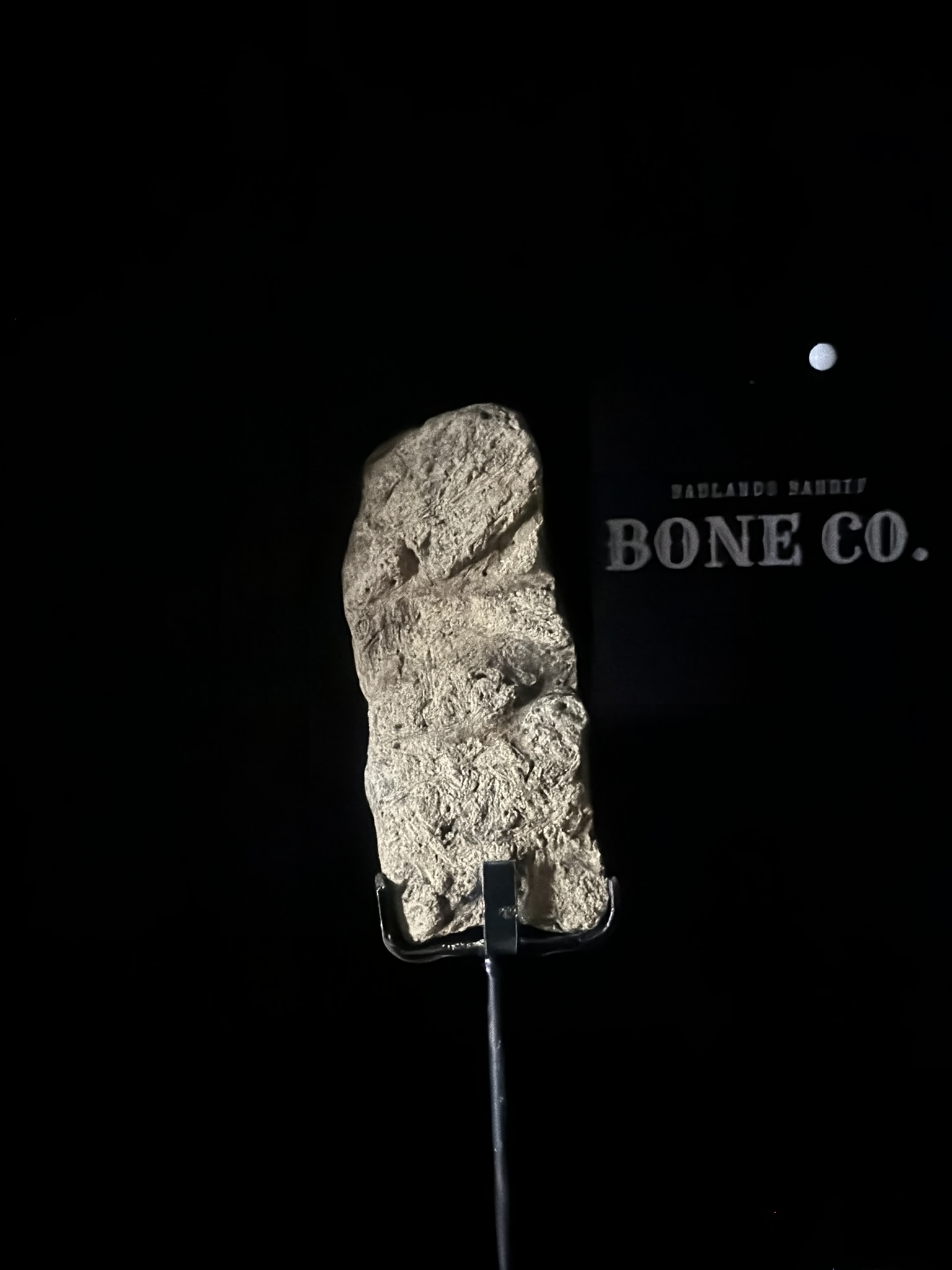 Triceratops Frill Section