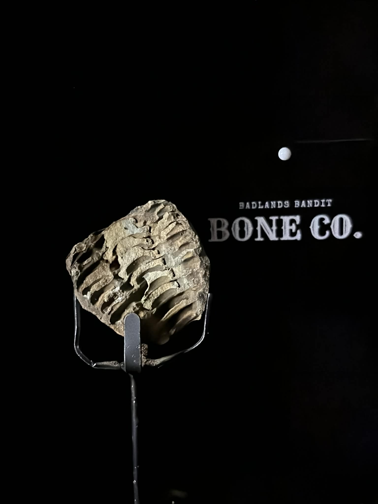 Trilobite fossil (view 2)