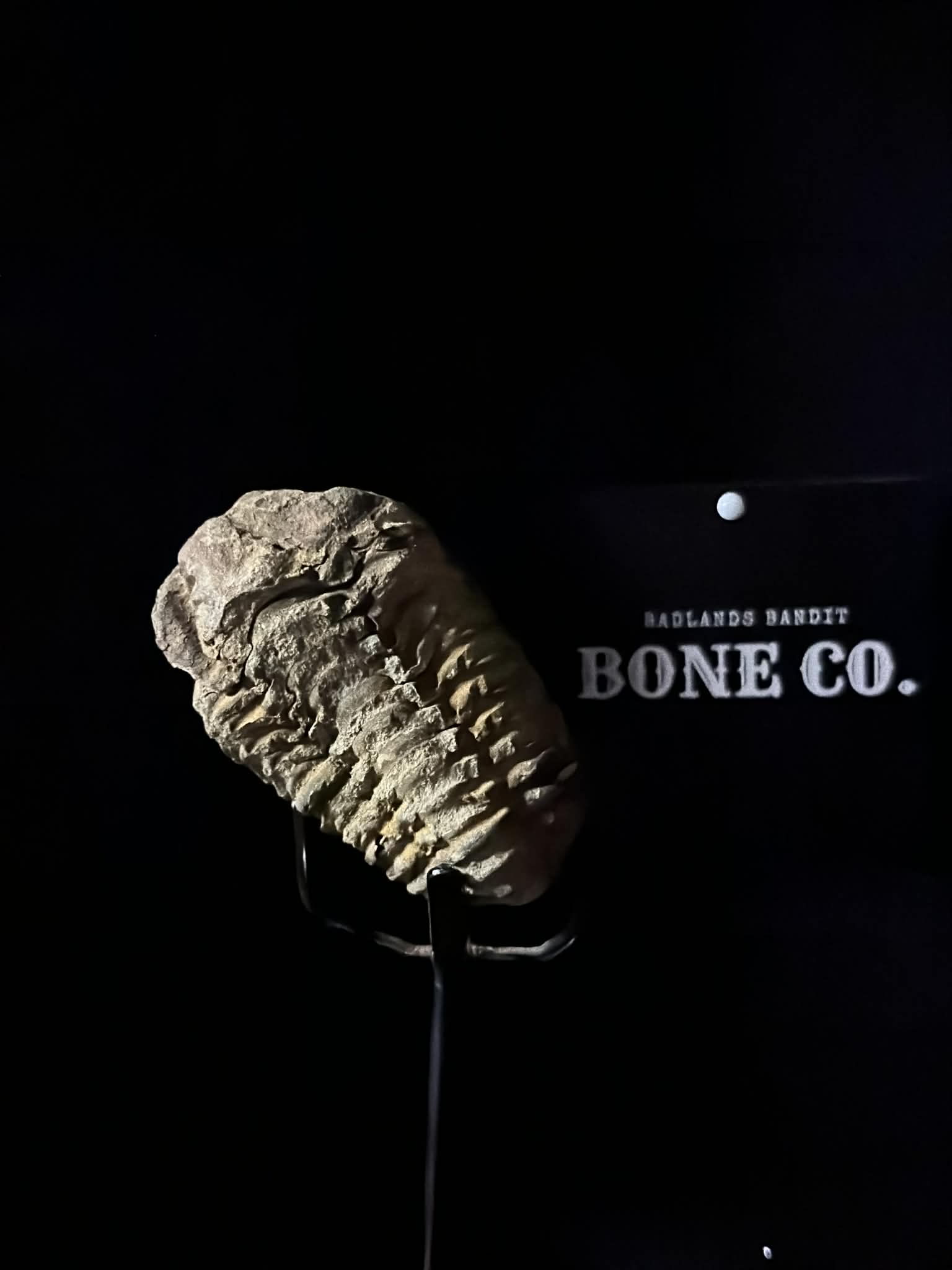 Trilobite fossil (view 3)